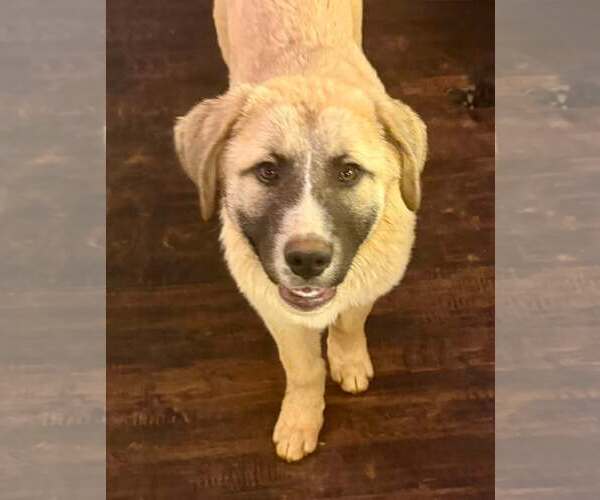 Medium Photo #2 Anatolian Shepherd-Great Pyrenees Mix Puppy For Sale in Higley, AZ, USA