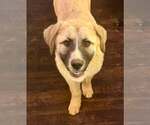 Small #1 Anatolian Shepherd-Great Pyrenees Mix