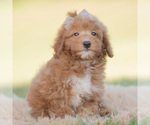 Small Photo #118 Goldendoodle (Miniature) Puppy For Sale in WARSAW, IN, USA