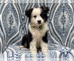 Small Photo #5 Australian Shepherd Puppy For Sale in LAKELAND, FL, USA