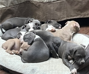 American Pit Bull Terrier-American Staffordshire Terrier Mix Puppy for sale in CHARLOTTE, NC, USA