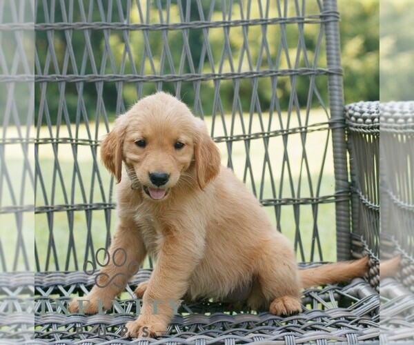 Medium Photo #2 Golden Retriever Puppy For Sale in GAP, PA, USA