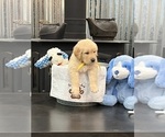 Small Photo #13 Golden Retriever Puppy For Sale in BIG CABIN, OK, USA
