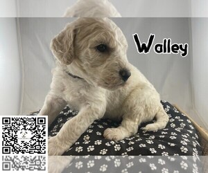 Goldendoodle-Poodle (Standard) Mix Puppy for sale in WINSTON SALEM, NC, USA