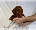Small Photo #20 Goldendoodle Puppy For Sale in ABILENE, TX, USA