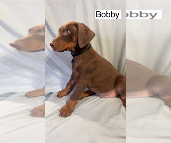 Medium Photo #3 Doberman Pinscher Puppy For Sale in POMEROY, OH, USA