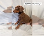 Small #2 Doberman Pinscher