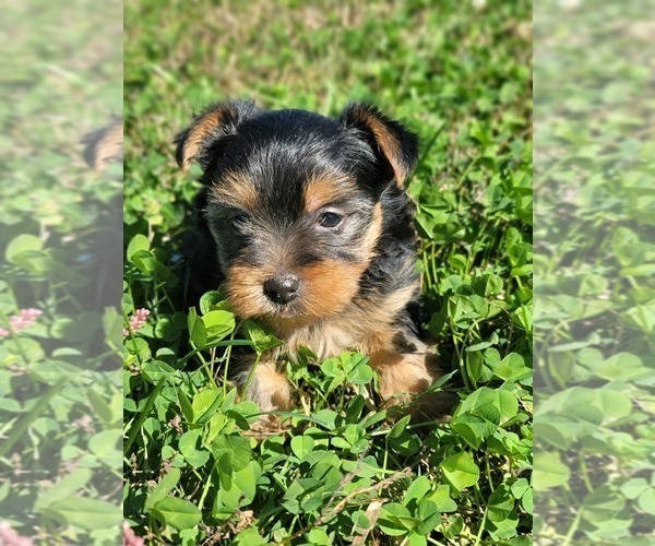 Medium Photo #10 Yorkshire Terrier Puppy For Sale in MANES, MO, USA
