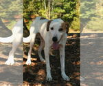 Small #8 Greyhound-Labrador Retriever Mix