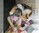 Small Photo #12 Goberian Puppy For Sale in LINCOLN, NE, USA