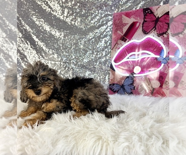 Medium Photo #2 Bernedoodle (Miniature) (+ Poodle Miniature) Puppy For Sale in INDIANAPOLIS, IN, USA
