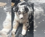 Puppy Aurora Australian Shepherd