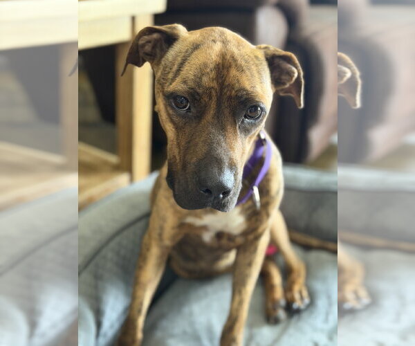 Medium Photo #2 Boxer-Unknown Mix Puppy For Sale in Oakhurst, NJ, USA