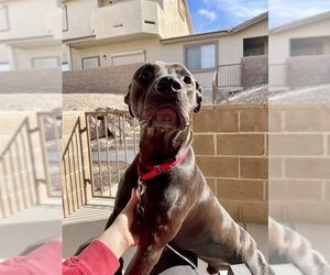 American Pit Bull Terrier-Unknown Mix Dogs for adoption in Las Vegas, NV, USA