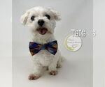 Small Photo #2 Maltese Puppy For Sale in Benton, LA, USA