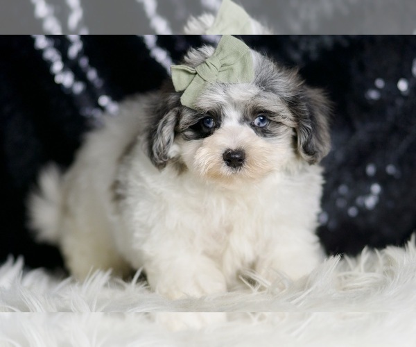 Medium Photo #4 Maltipoo Puppy For Sale in WARSAW, IN, USA