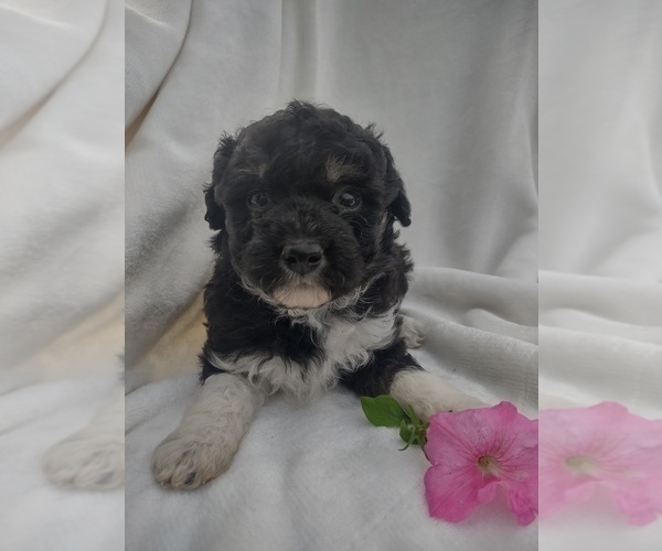 Medium Photo #1 Wapoo Puppy For Sale in SENECA FALLS, NY, USA