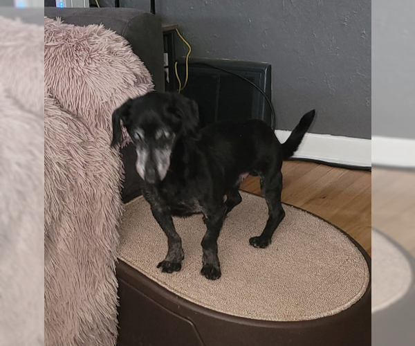 Medium Photo #1 Dachshund Puppy For Sale in Coralville, IA, USA