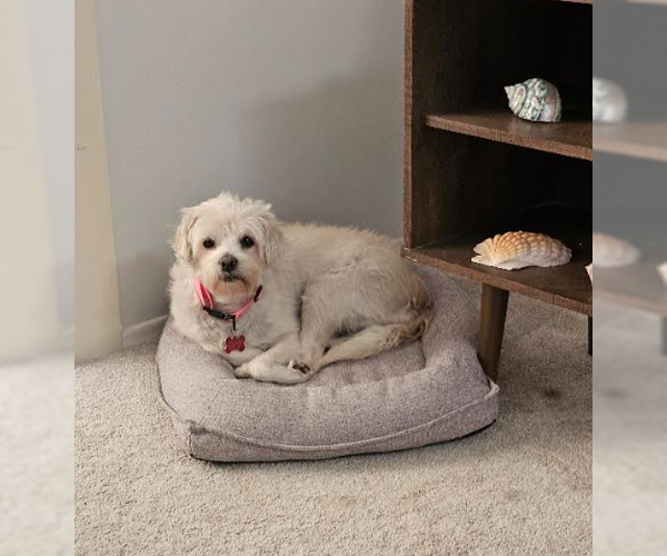 Medium Photo #2 Maltese-Unknown Mix Puppy For Sale in San Diego, CA, USA