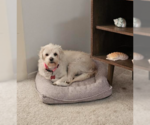 Small #1 Maltese Mix