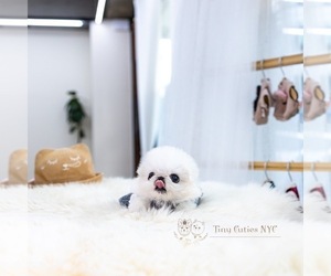 Pekingese Puppy for sale in ASTORIA, NY, USA