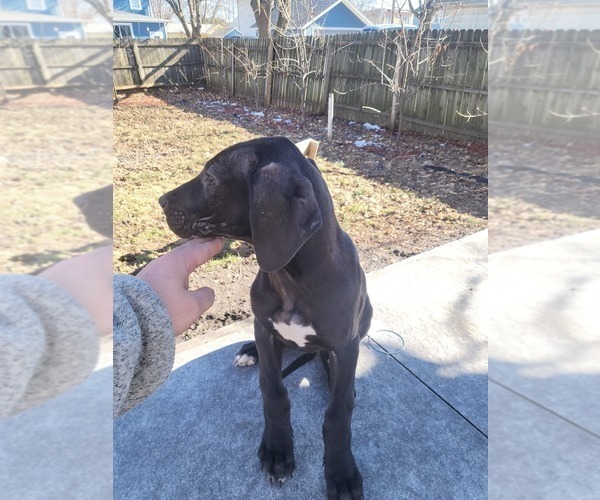 Medium Photo #9 Great Dane Puppy For Sale in ROCHELLE, IL, USA
