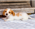 Small Photo #18 Dachshund Puppy For Sale in WAKARUSA, IN, USA