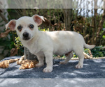 Small #1 Chihuahua