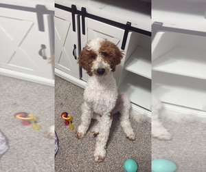 Goldendoodle Puppy for sale in PORTLAND, CT, USA