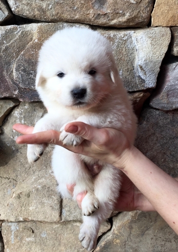 Medium Photo #1 Maremma Sheepdog Puppy For Sale in WATKINSVILLE, GA, USA