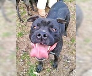 Deitz - Male Bulloxer Dog for Adoption - Photo #9
