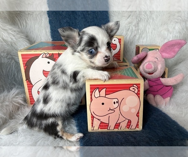 Medium Photo #6 Chihuahua Puppy For Sale in NEWVILLE, PA, USA