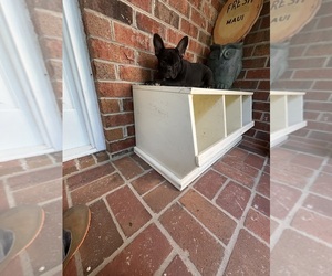 French Bulldog Puppy for sale in CLEVELAND, NC, USA