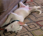 Small Photo #6 Aussiedor Puppy For Sale in Mount Airy, NC, USA