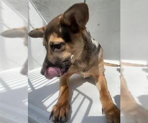German Shepherd Dog-Unknown Mix Dogs for adoption in Houston, TX, USA