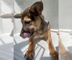 Small German Shepherd Dog Mix