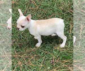 Boston Terrier Puppy for sale in PINK HILL, NC, USA