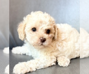 Medium Cavapoo (Miniature)