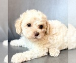 Puppy Puppy 7 Cavapoo (Miniature)
