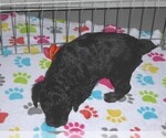 Small #2 YorkiePoo