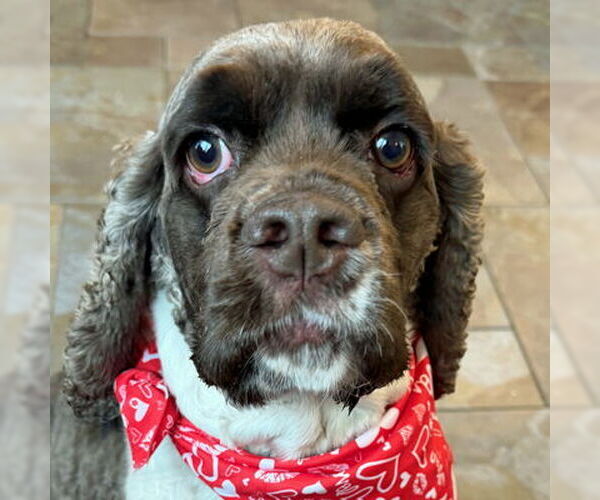 Medium Photo #6 Cocker Spaniel Puppy For Sale in Arlington, VA, USA