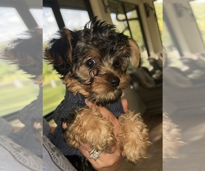 Yorkshire Terrier Puppy for sale in LABELLE, FL, USA