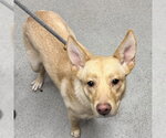 UNKNOWN - Female German Shepherd Dog-Shiba Inu Mix Dog for Adoption - Small photo