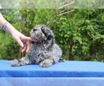 Small #11 Poodle (Toy)