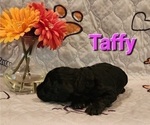 Small Photo #2 Australian Labradoodle-Labradoodle Mix Puppy For Sale in ROY, WA, USA