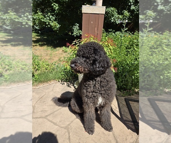 Medium Photo #1 Labradoodle Puppy For Sale in WEST DES MOINES, IA, USA