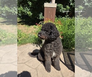 Father of the Labradoodle puppies born on 06/30/2026