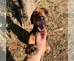 Small #2 Great Dane-Rhodesian Ridgeback Mix