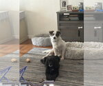 Small Photo #2 Mutt Puppy For Sale in Virginia Beach, VA, USA