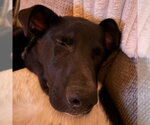 Small #6 Border Collie Mix